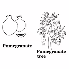 Pomegranate Coloring Page - Pomegranate Tree Pomegranate Coloring Page - Pomegranate Tree
