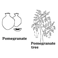 Pomegranate Coloring Page - Pomegranate Tree