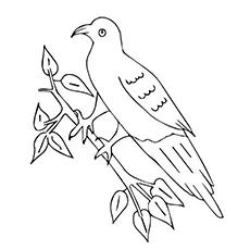 Racing Pigeons Bird Picture to Color