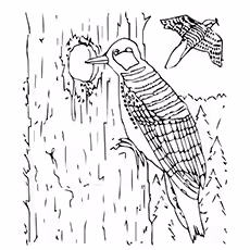 Red Cockaded Woodpecker Printable Coloring Page of Red Cockaded Woodpecker Drilling the Wood