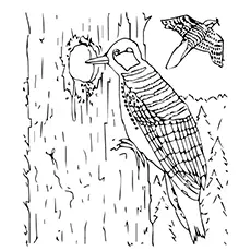 Printable Coloring Page of Red Cockaded Woodpecker Drilling the Wood