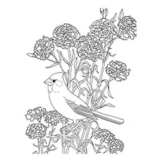 Red Crested Cardinal Coloring Page 