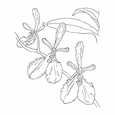 Orchid Coloring Pages - Renanthera Imschootiana Orchid Orchid Coloring Pages - Renanthera Imschootiana Orchid