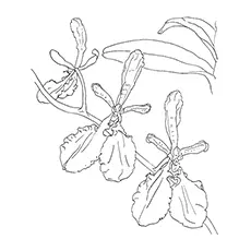 Orchid Coloring Pages - Renanthera Imschootiana Orchid