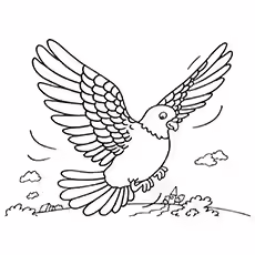 Rock Pigeon Pictures to Colour Rock Pigeon Pictures to Colour