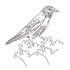 Crow Coloring Page - Rook Crow Coloring Page - Rook