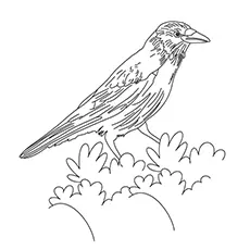 Crow Coloring Page - Rook