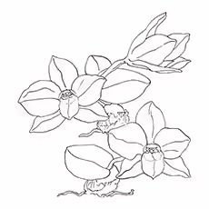 Orchid Coloring Pages - Sarcochilus Orchid Orchid Coloring Pages - Sarcochilus Orchid