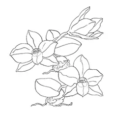 Orchid Coloring Pages - Sarcochilus Orchid