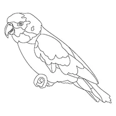 Macaw Coloring Page - Scarlet Macaw