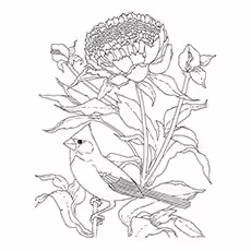 Cardinal Coloring Page - Scarlet Tanager Cardinal Coloring Page - Scarlet Tanager