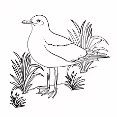 Seagull Seagull