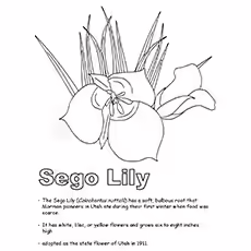 Lily Coloring Pages - Sego Lily