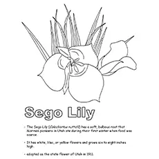 Lily Coloring Pages - Sego Lily