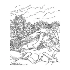 Socorro Mockingbird Coloring Page 