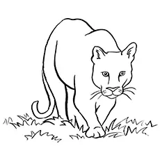 Cougar Coloring Page - Southern South American Cougar