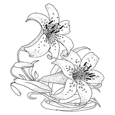 Lily Coloring Pages - Stargazer Lily