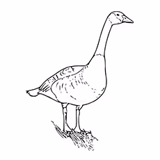 The Goose Coloring Page The Goose Coloring Page
