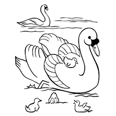 Swan Coloring Pages - The Swan Family