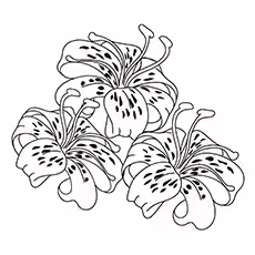 Lily Coloring Pages - Tiger Lily
