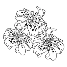 Lily Coloring Pages - Tiger Lily