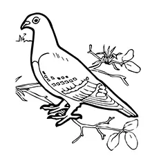 Tippler Pigeon Coloring Page