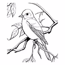 Tropical Mockingbird Coloring Page 