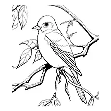 Tropical Mockingbird Coloring Page 