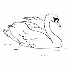 Swan Coloring Pages - Trumpeter Swan Swan Coloring Pages - Trumpeter Swan