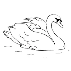 Swan Coloring Pages - Trumpeter Swan