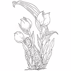 Tulip Shirley Image to Color