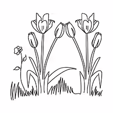 Tulips-Garden-16