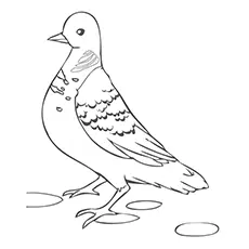 Turtle Dove Coloring Page 