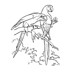 Macaw Coloring Page - Two Macaws