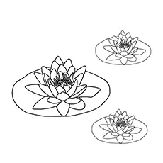 Water Lily