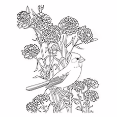 White-Banded Mockingbird Coloring Page 