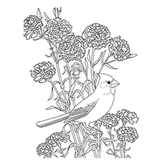 White-Banded Mockingbird Coloring Page 