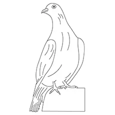 White-Winged Dove Coloring Page 