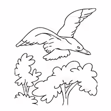 Seagull Coloring Page - Yellow-footed Gull Seagull Coloring Page - Yellow-footed Gull