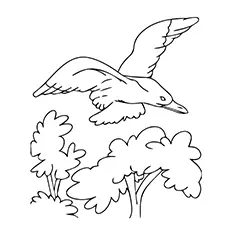 Seagull Coloring Page - Yellow-footed Gull