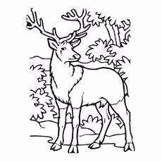 Elk Coloring Pages - A Calm And Peaceful Elk Elk Coloring Pages - A Calm And Peaceful Elk