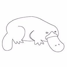 A Cute Platypus Coloring Page A Cute Platypus Coloring Page