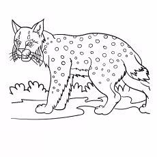 A Majestic Lynx A Majestic Lynx