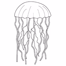 Simple Jellyfish A Simple Jellyfish Coloring Page