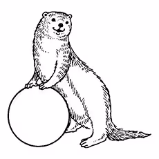 African Clawless Otter Coloring Page African Clawless Otter Coloring Page