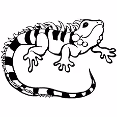 Iguana Coloring Page - Albino Iguana Iguana Coloring Page - Albino Iguana