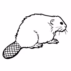 American Beaver American Beaver Coloring Page