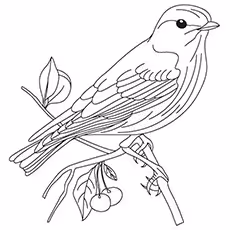 American Tree Sparrow Coloring Page American Tree Sparrow Coloring Page