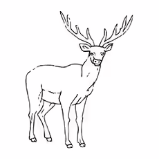 Elk Coloring Pages - An Elk Elk Coloring Pages - An Elk