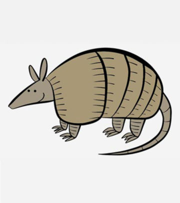 10 Funny Armadillo Coloring Pages For Your Little Ones